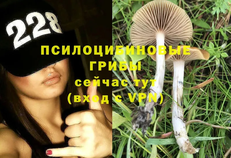 Галлюциногенные грибы Cubensis  что такое наркотик  Шарыпово 